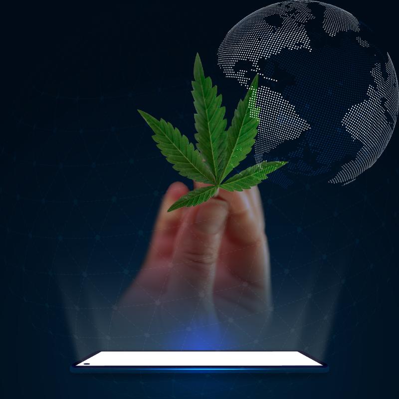 Radio UNAM-Mundo raro: Cannabis.jpg.jpg